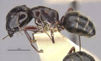 Media type: image;   Entomology 21521 Aspect: habitus lateral view